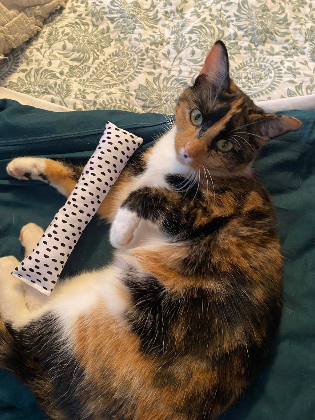 Cat nip kicker: Random