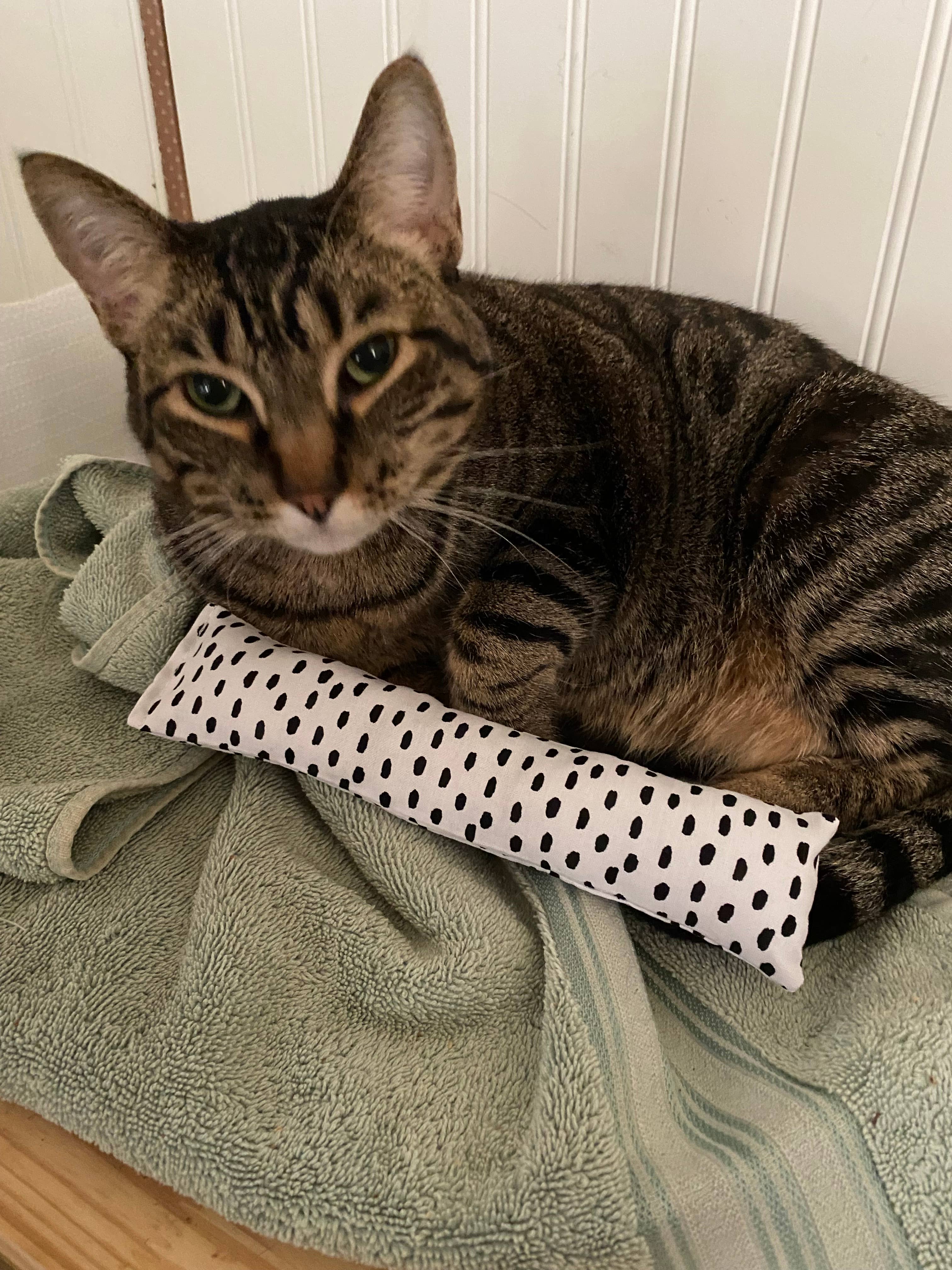 Cat nip kicker: Random